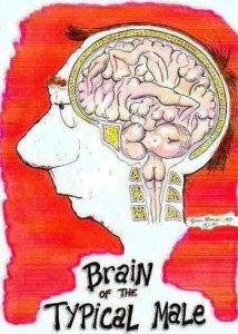 Das männliche Gehirn.jpg