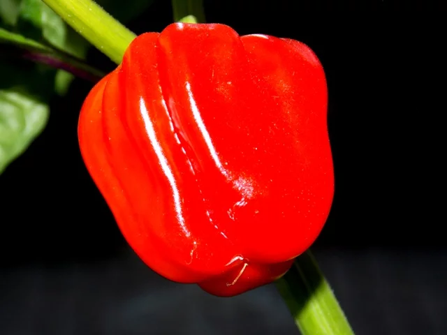 038.webp
