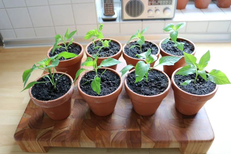 10Chilis.webp