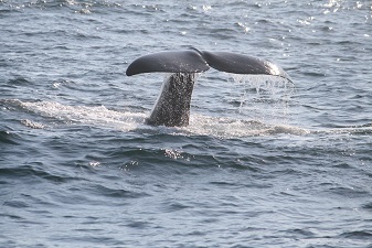 2 Lofoten 11 169.jpg