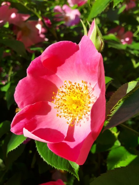 20190627_231226.jpg