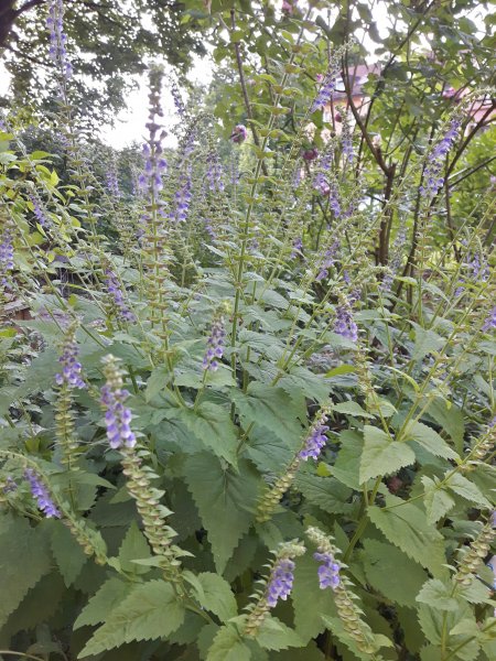 20190627_231405.jpg