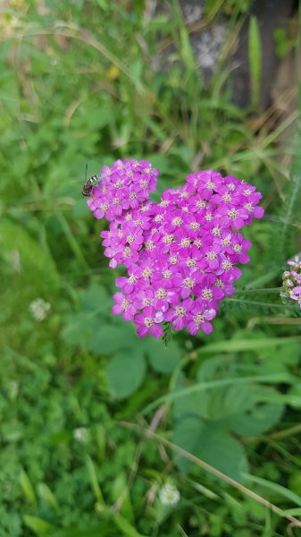 20190701_180908(0).jpg