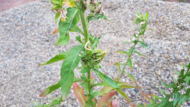 20190701_182110.jpg