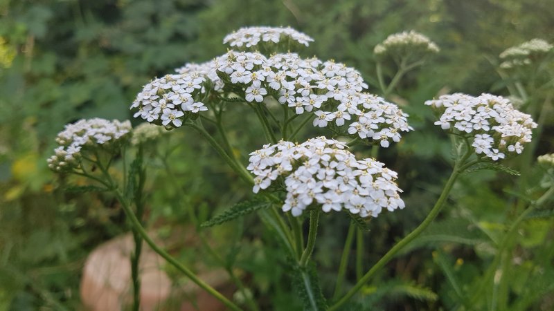 20190701_182259.jpg