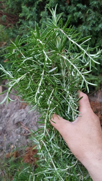 20190701_214527.jpg