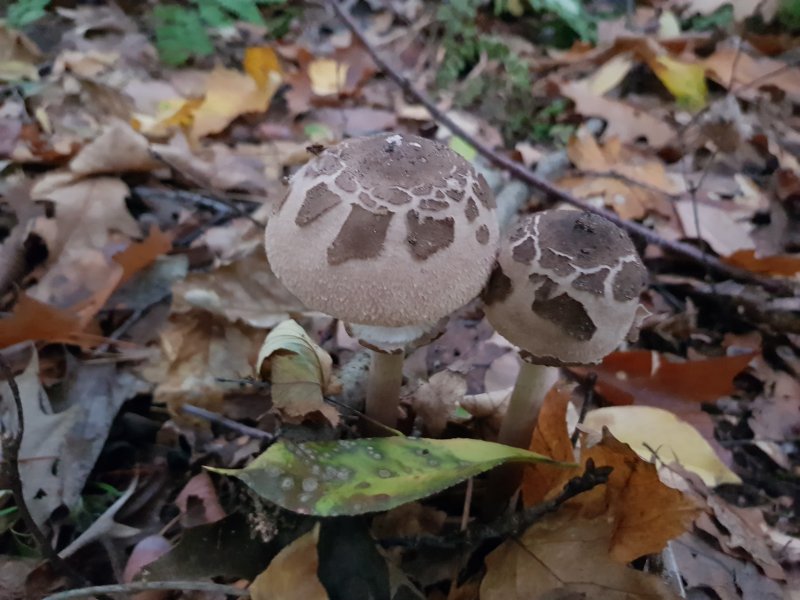 20201017_091343 (1).jpg