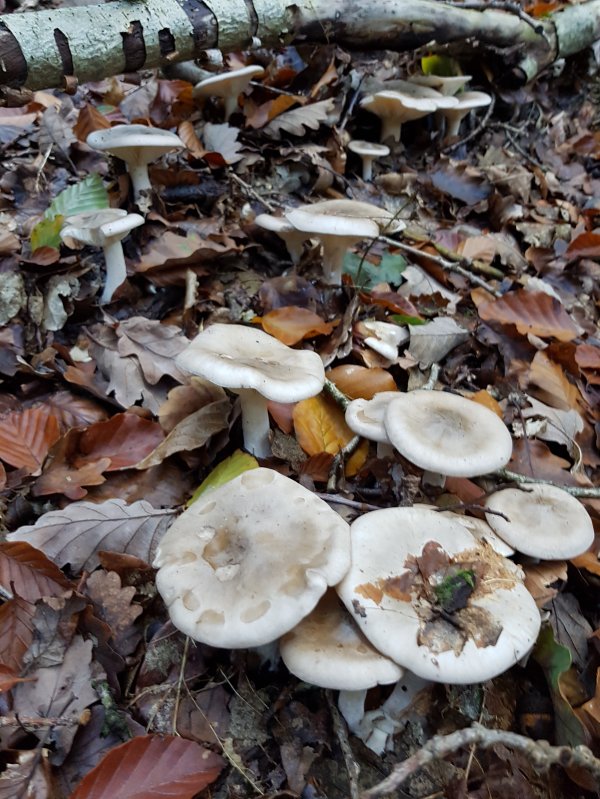 20211024_110038-jpg.193839