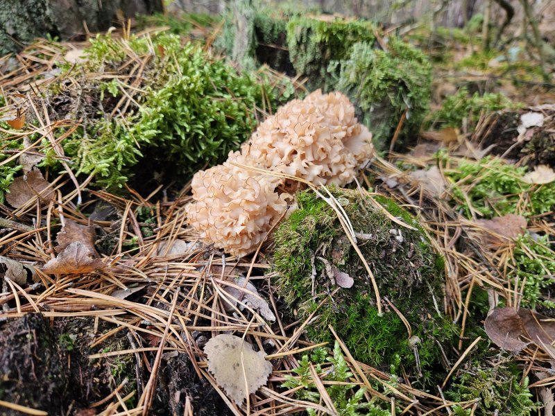 20231017_120427.jpg 20231017_120427.jpg