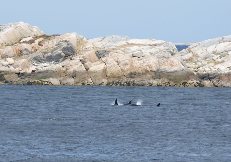3 Orcas auf einem Bild.JPG