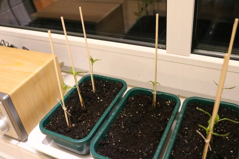 3Chilis.webp