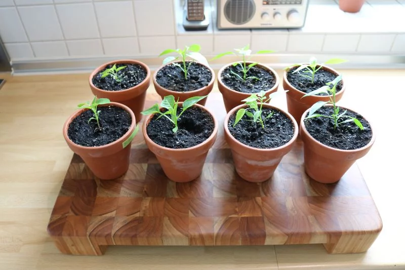 9Chilis.webp
