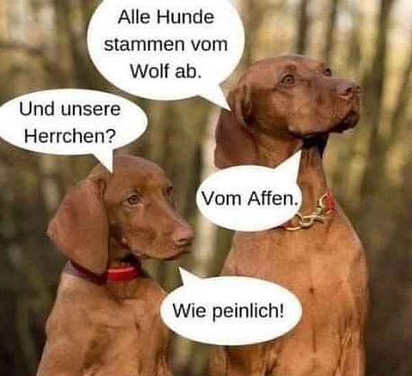 Alle_Hunde_stammen_vom_Wolf_ab.jpg