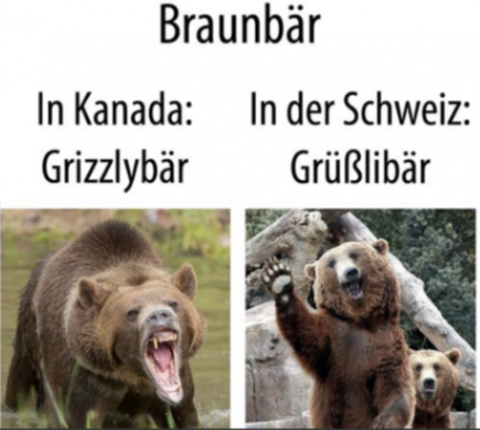 bär.png