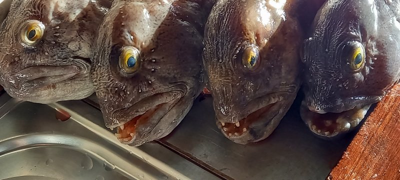 Bild Steinbeisser.jpg