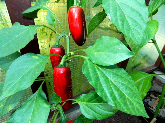 Chili14092016 016.JPG