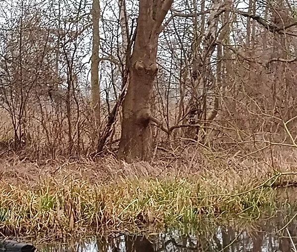 das Baum_Diverses.webp