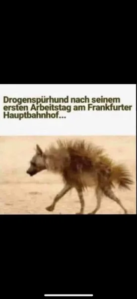 Drogenspürhund.webp