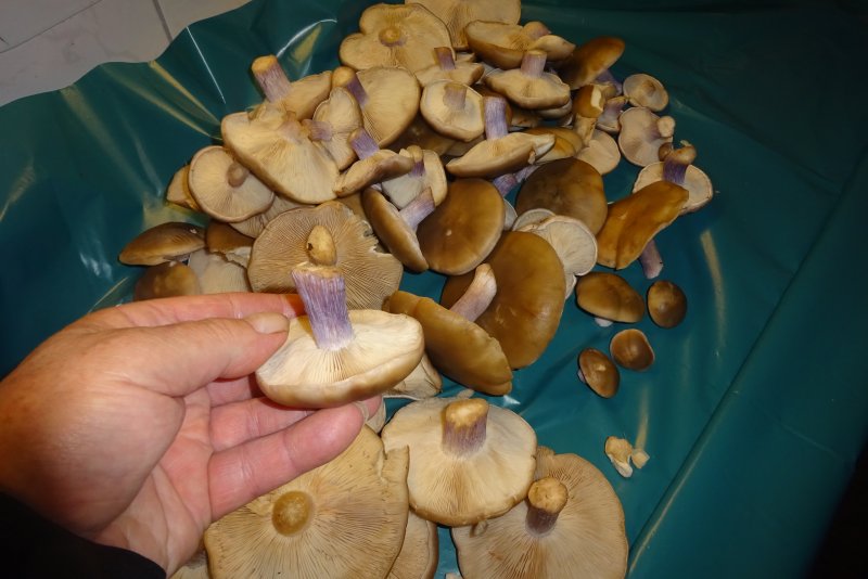 DSC03542.JPG