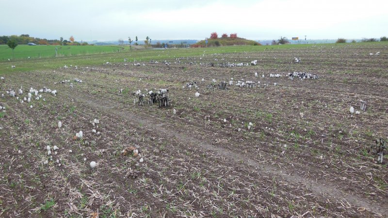 DSCN6633.JPG