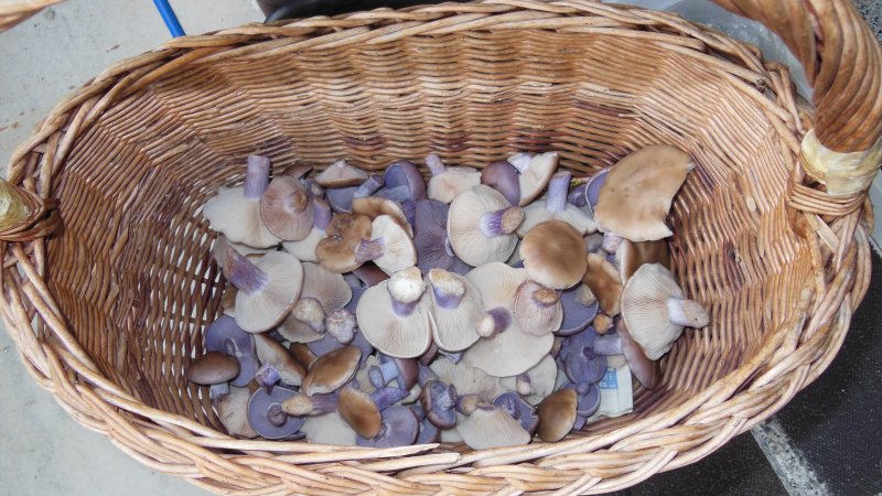 DSCN6667.JPG