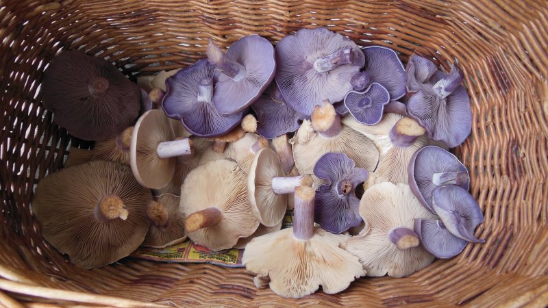 DSCN6686.JPG
