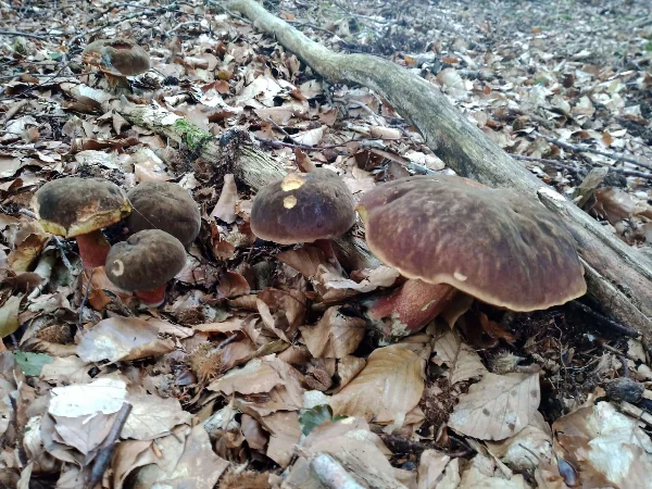 Flockies im Wald.webp