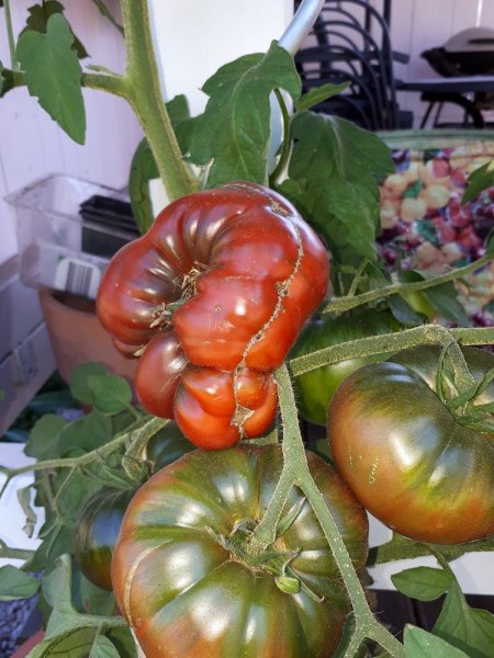 franz.Ochsenherz 6.8.jpg