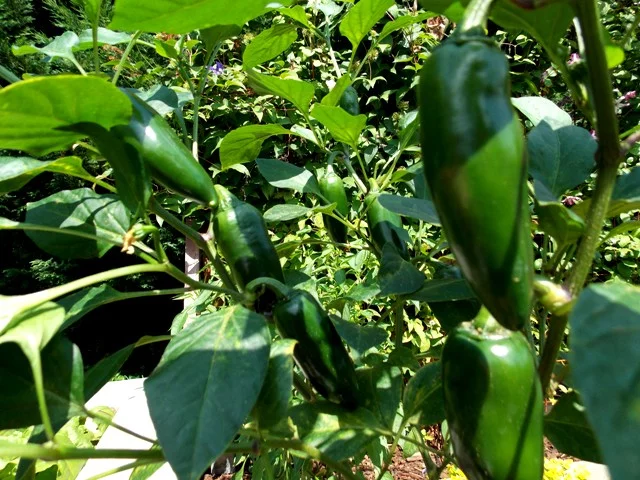 Garten2016 010.webp