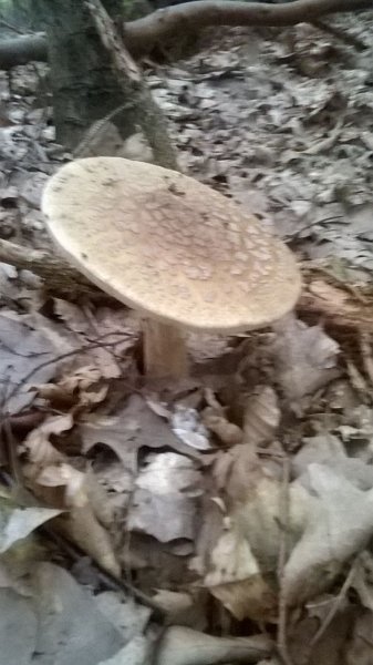IMG-20170705-WA0001.jpg