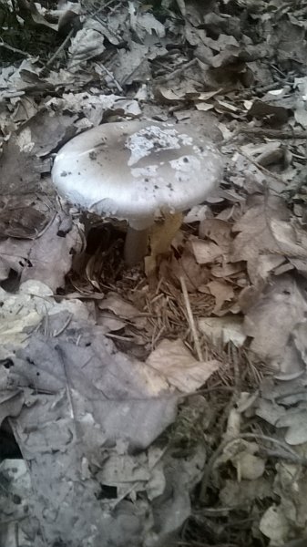 IMG-20170705-WA0003.jpg