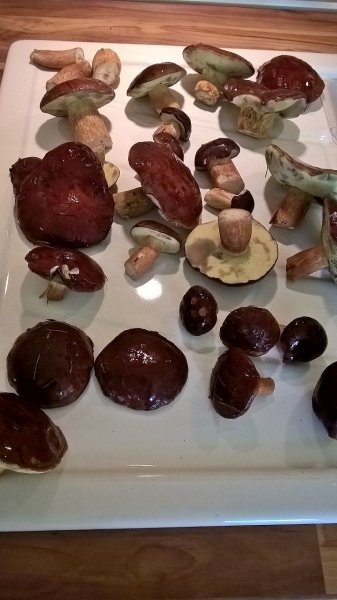 IMG-20170819-WA0001.jpg
