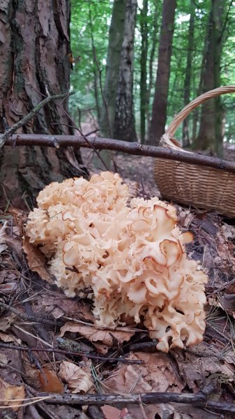 IMG-20170825-WA0015.jpeg