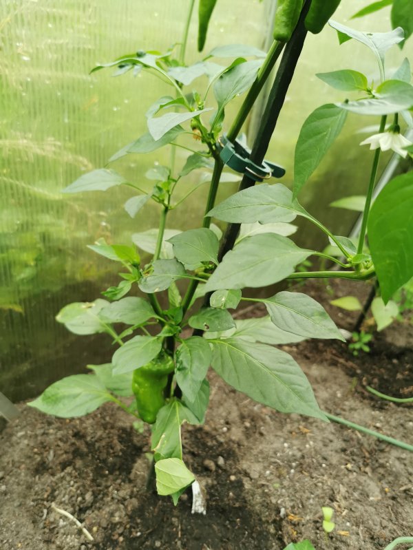 IMG_20210708_201521 (1).jpg