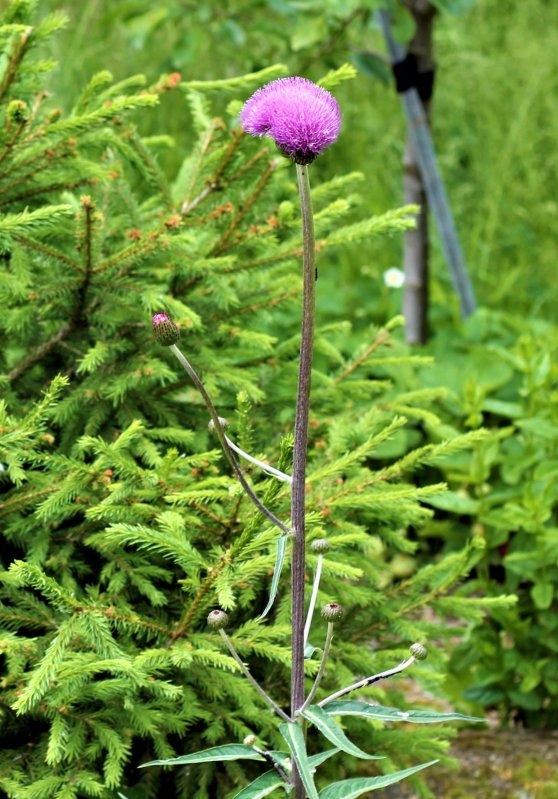 IMG_6916-N (1)-2.jpg