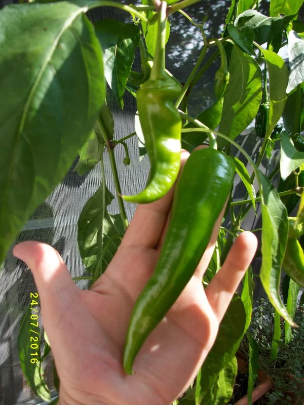 IMGP4629.webp