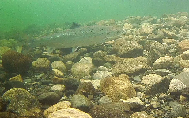 Lachs 2 15.05.21.png