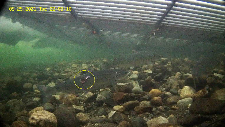 Lachs etne 25.05.21.png