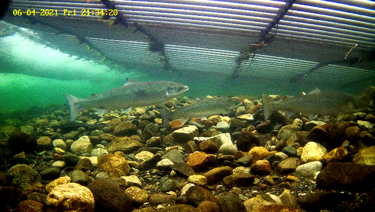 Laks 2  Etne 04.06.21.png