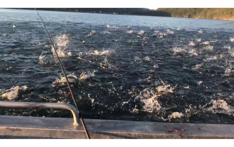 Makrele+Seelachse 1.jpeg