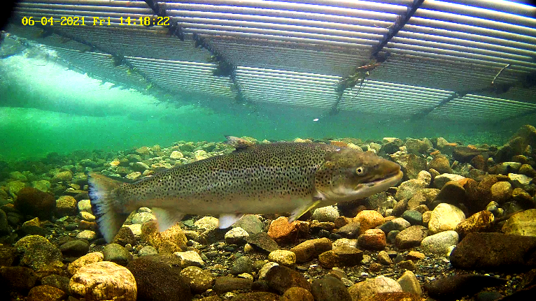 Mefo 3 Etne 04.06.21.png