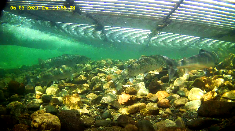 Mefo 5 Etne 03.06.21.png