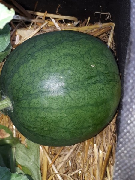 Melone1.jpg