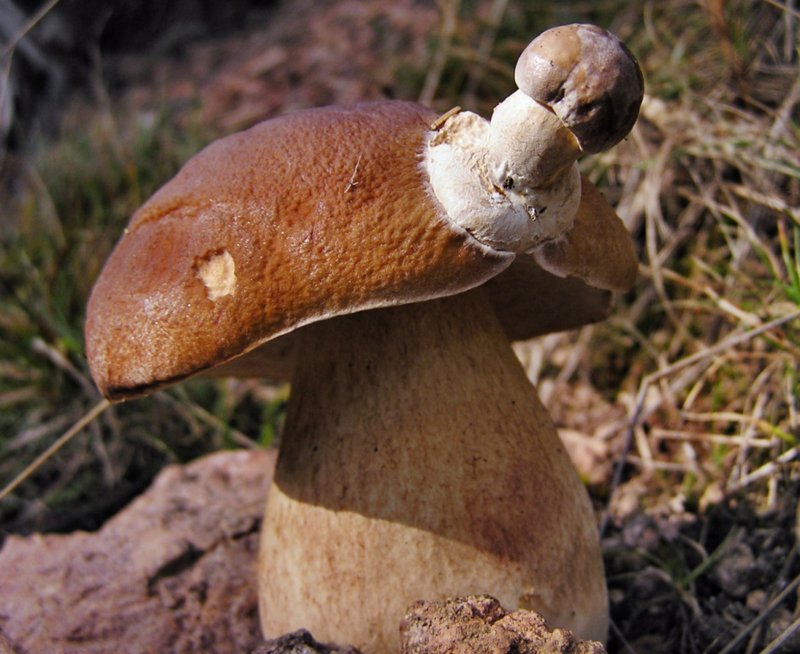 Pilz 02-1.jpg