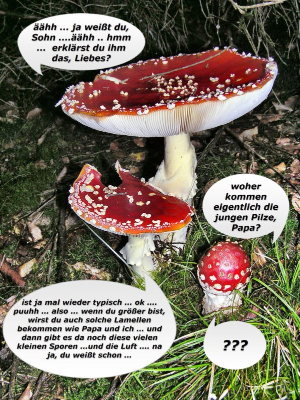 Pilz 06.jpg