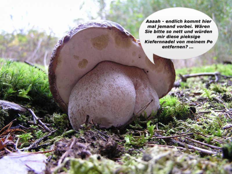 Pilz 07.jpg