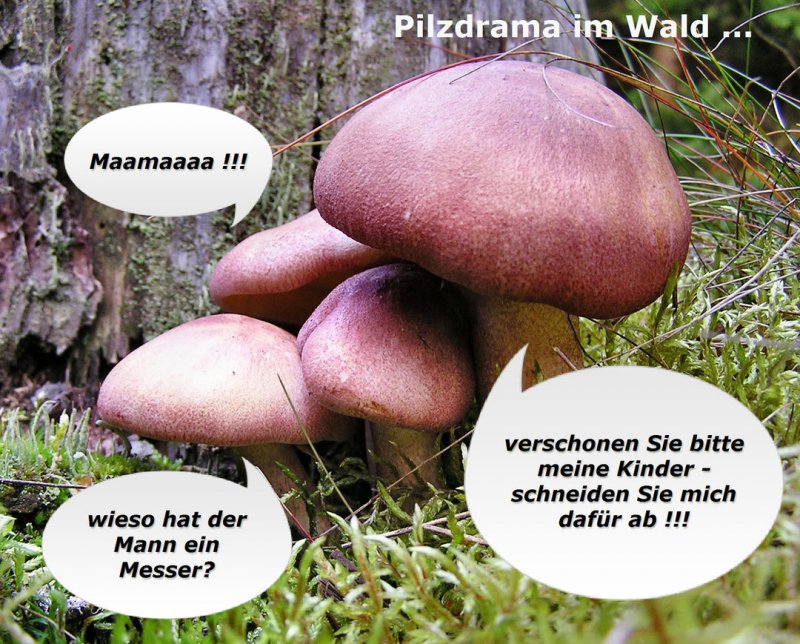 Pilz 09.jpg