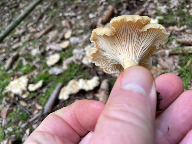 Pilz 24.jpg