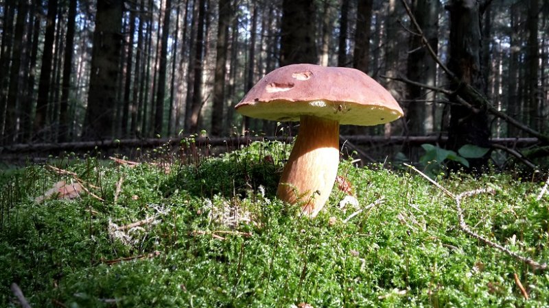 Pilz.jpg