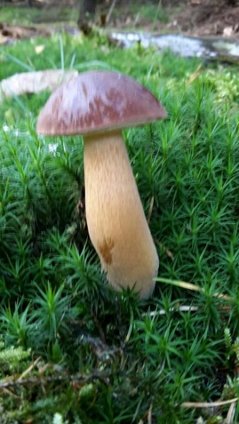 Pilz.jpg